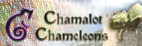 Chamalot Chameleons