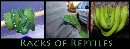 Racks Reptiles